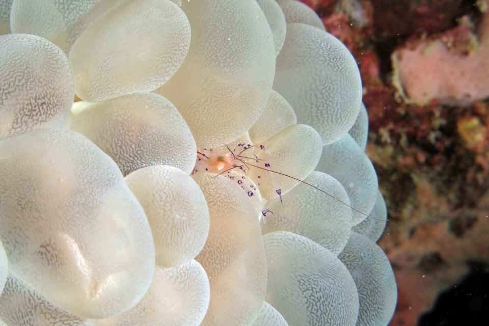 Vir colemani, Plerogyra sinuosa
