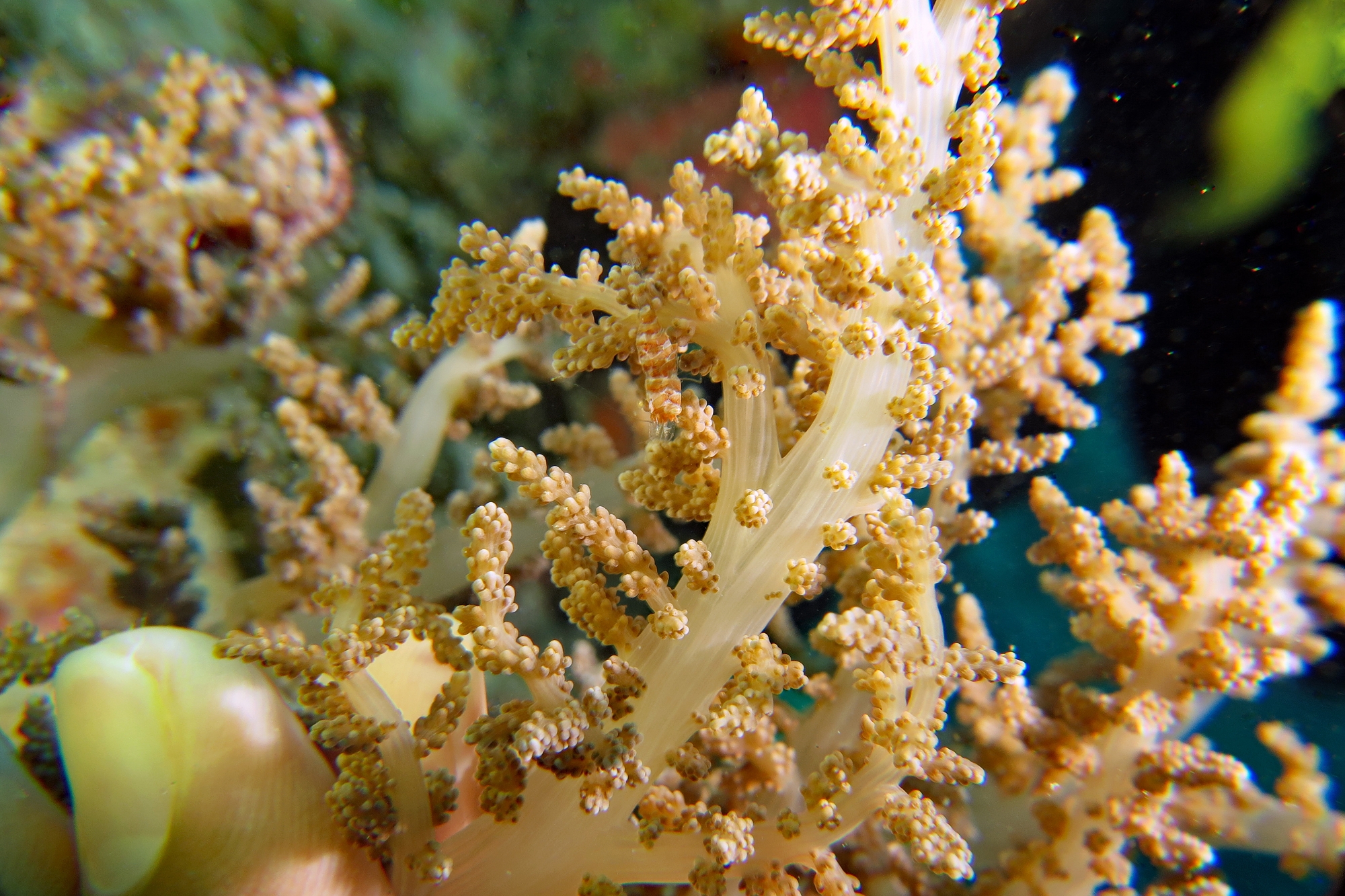 Hamodactylus aqabai , Litophyton arboreum