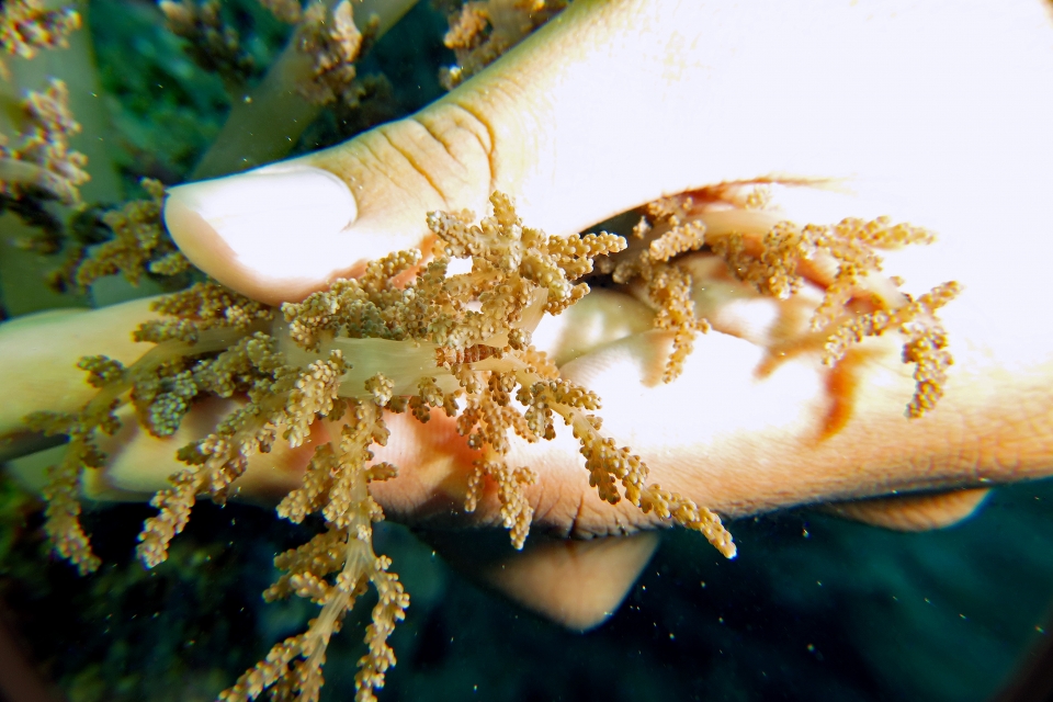 Hamodactylus aqabaï, Litophyton arboreum