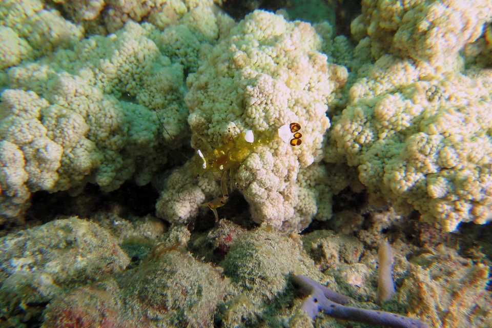 Periclimenes brevicarpalis, Actinodendron arboreum