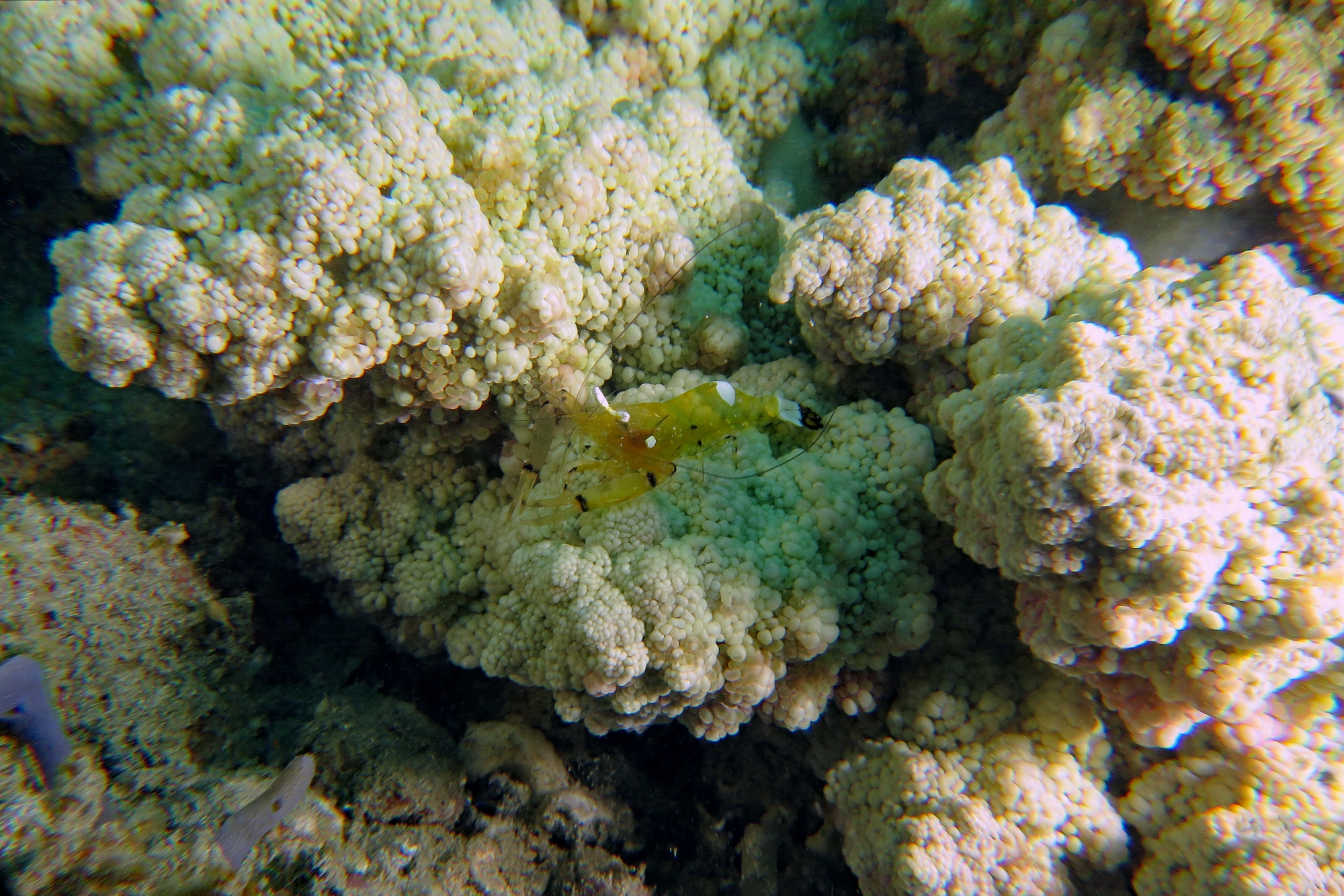Periclimenes brevicarpalis, Actinodendron arboreum