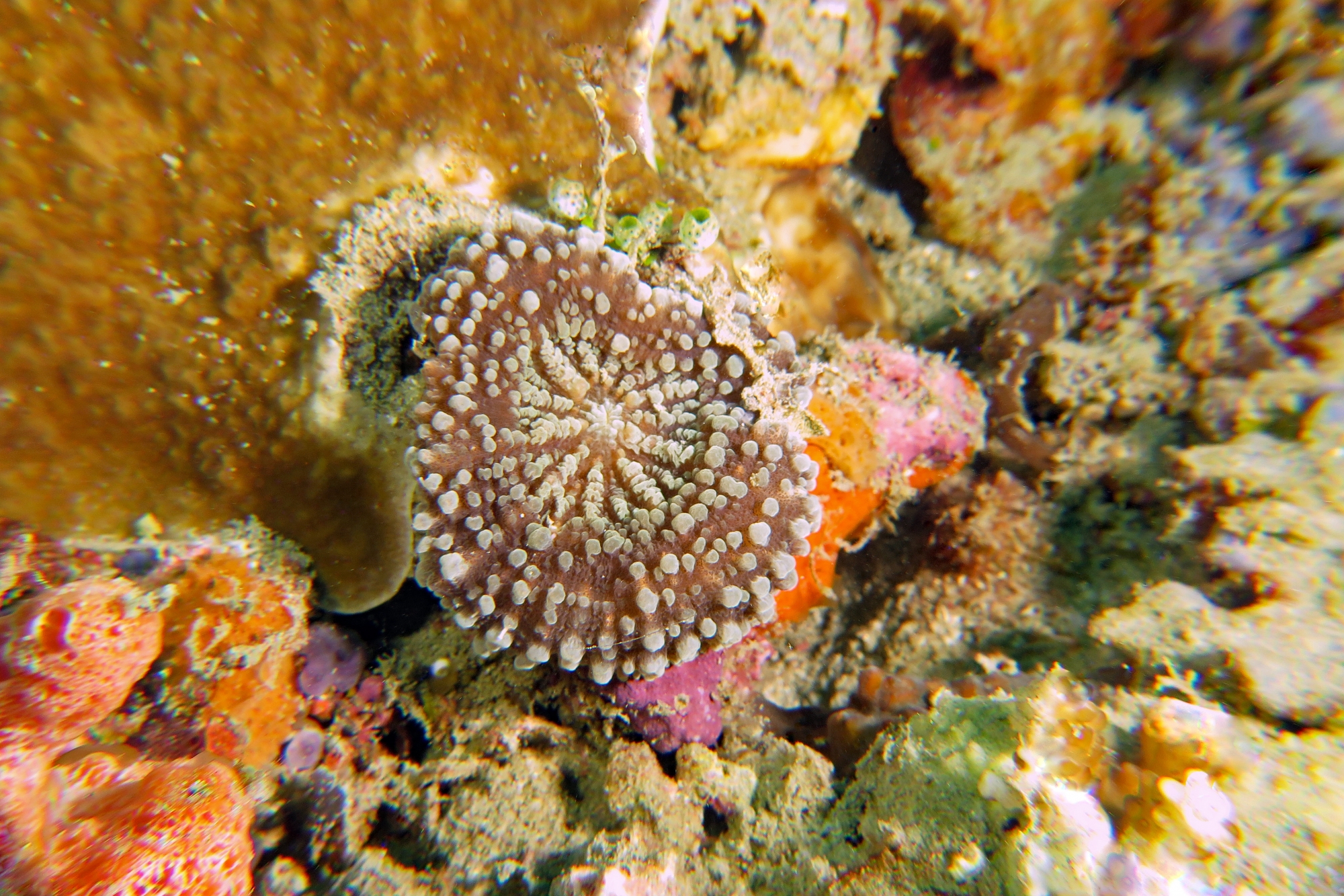 Corail