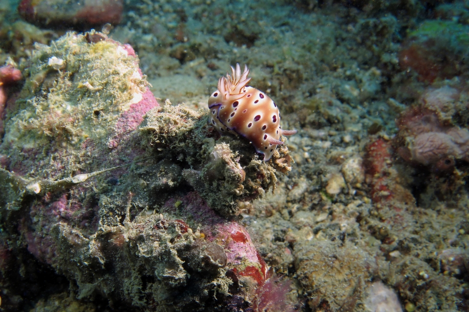 Hypselodoris tryoni