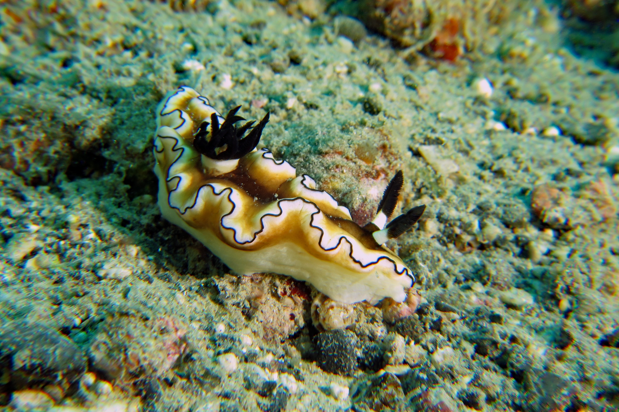 Doriprismatica atromarginata