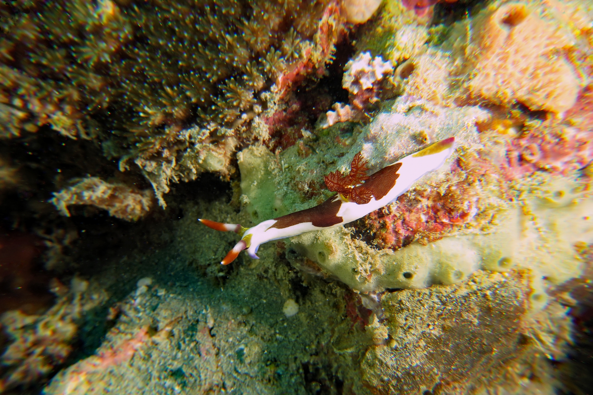 Nembrotha purpureolineata