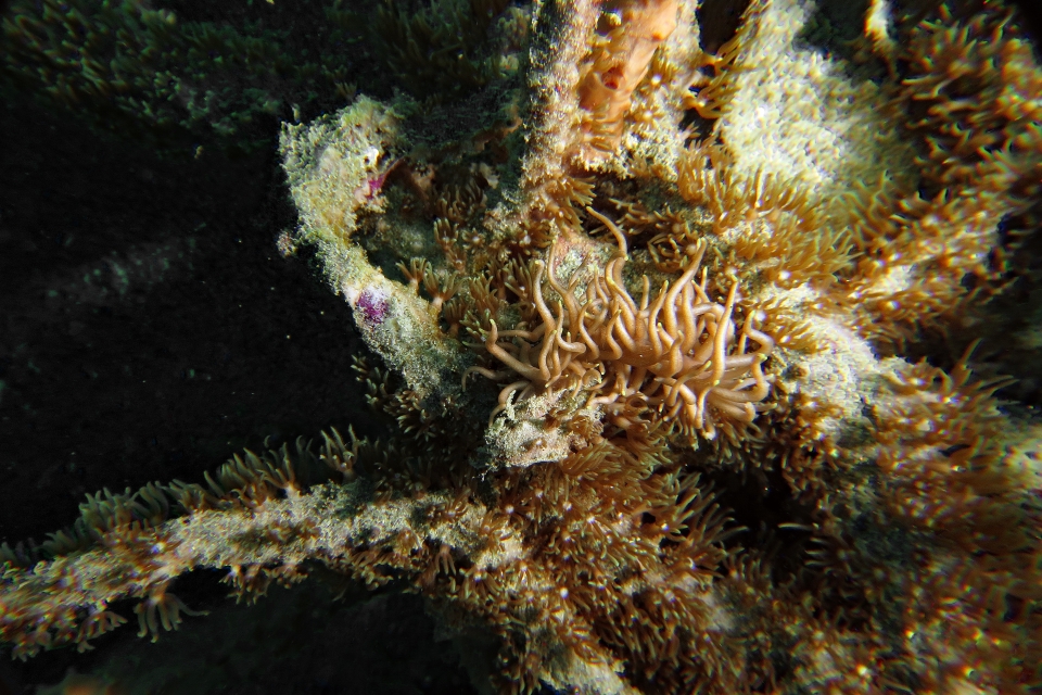 Phyllodesmium briareum, Briareum stechei