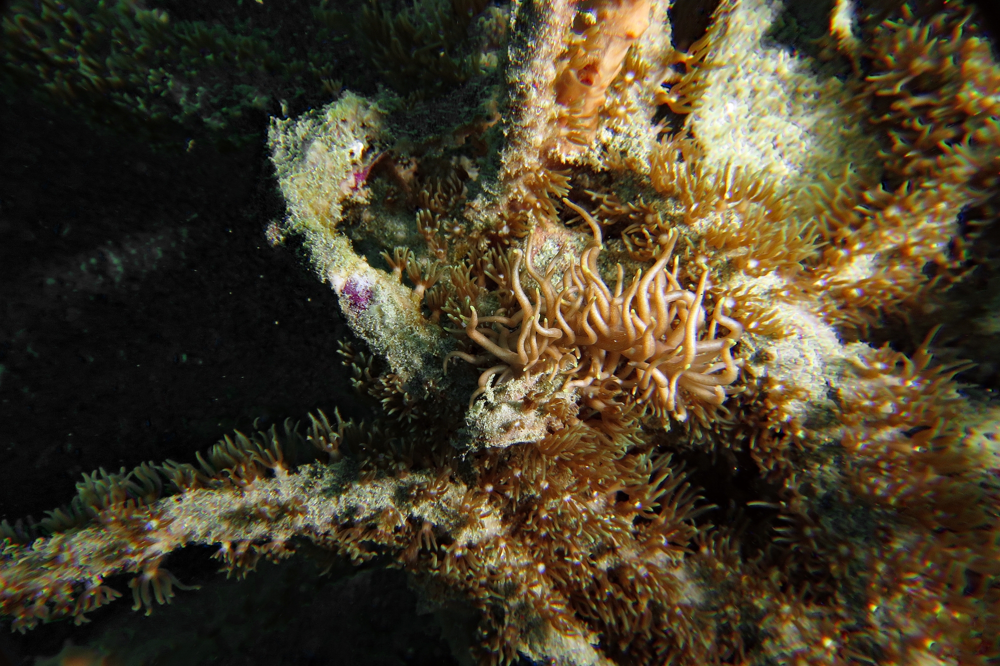 Phyllodesmium briareum, Briareum stechei