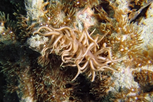 Phyllodesmium briareum, Briareum stechei