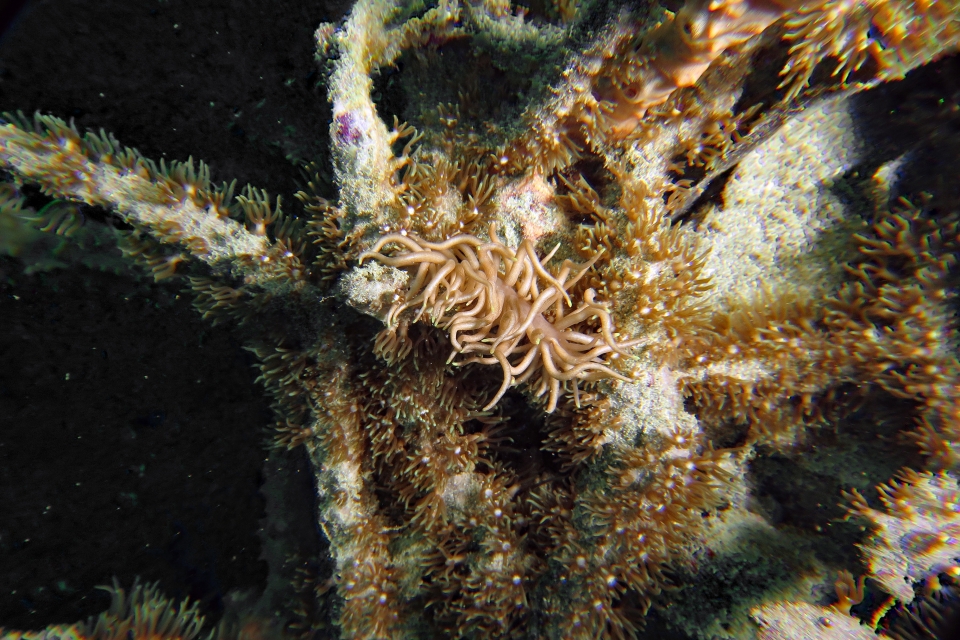 Phyllodesmium briareum, Briareum stechei