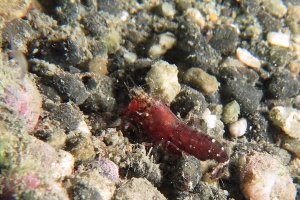 Peut-être une crevette Alpheus bisincisus