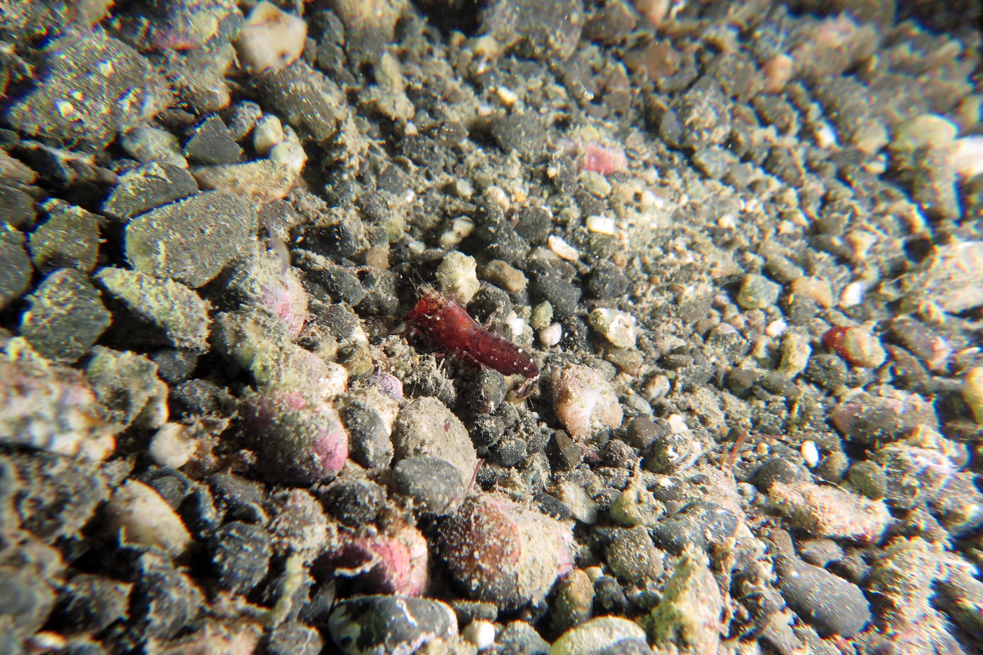 Peut-être une crevette Alpheus bisincisus