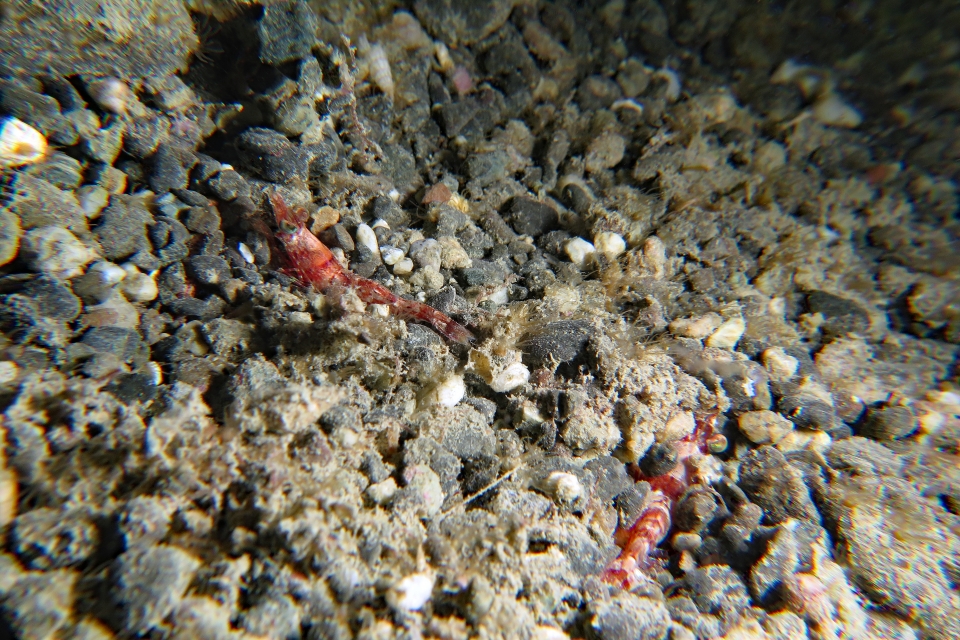 Metapenaeopsis lamellata