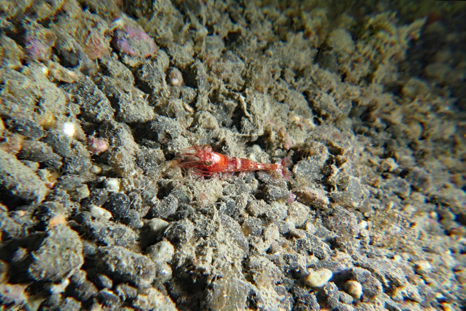 Metapenaeopsis lamellata