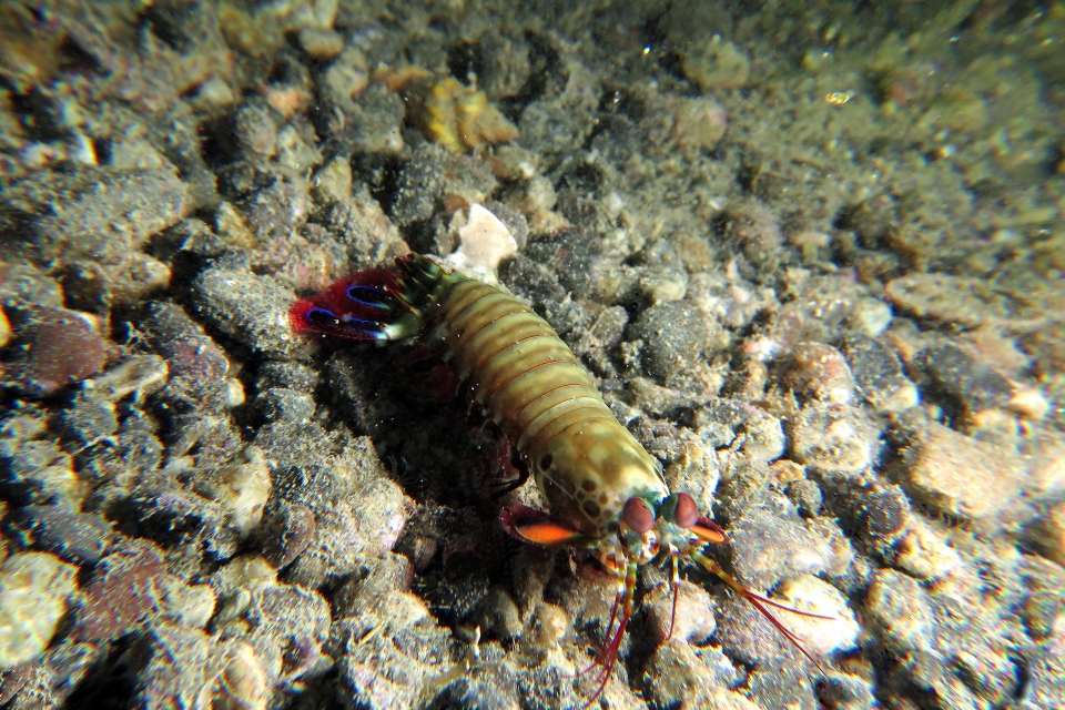 Odontodactylus scyllarus