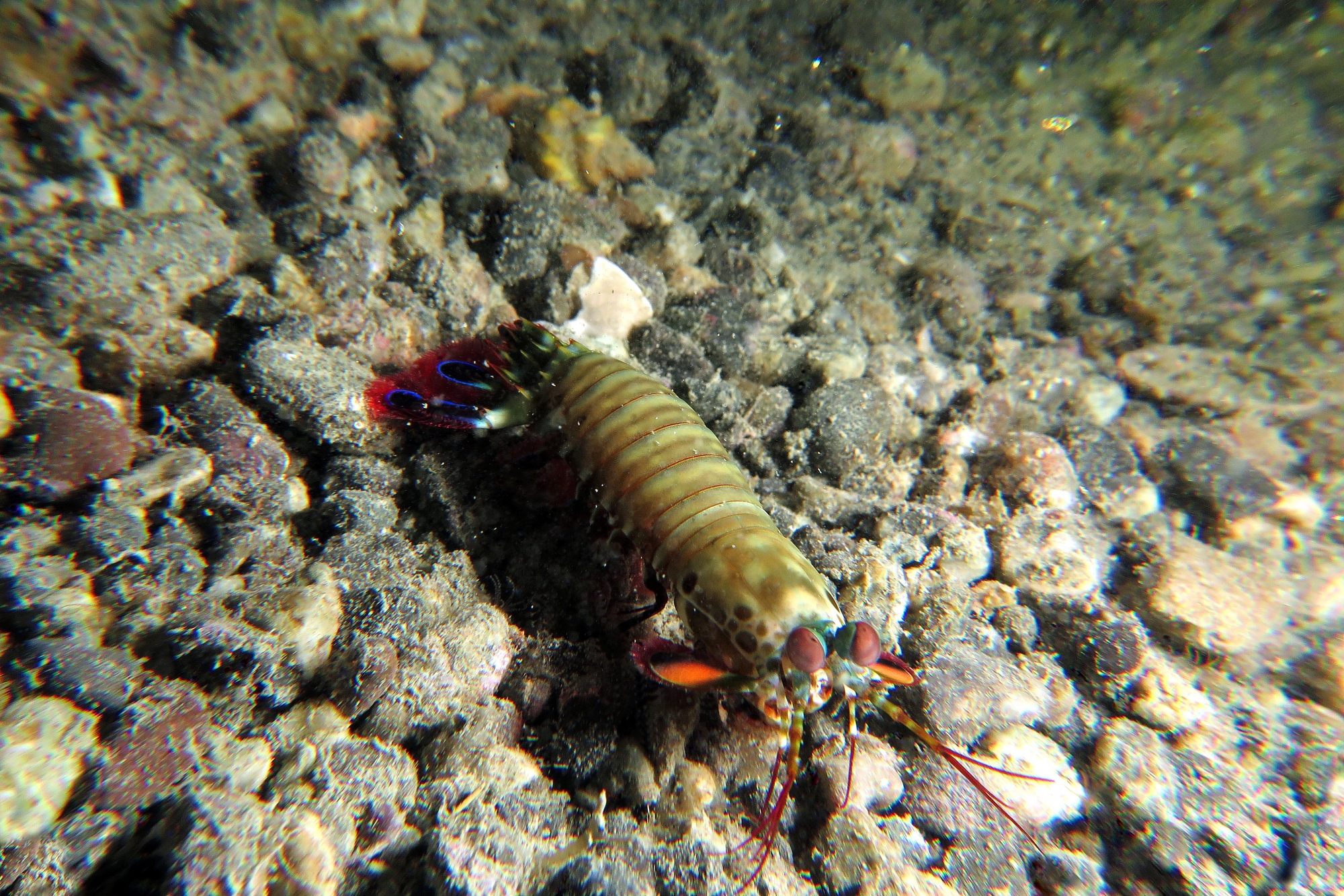 Odontodactylus scyllarus