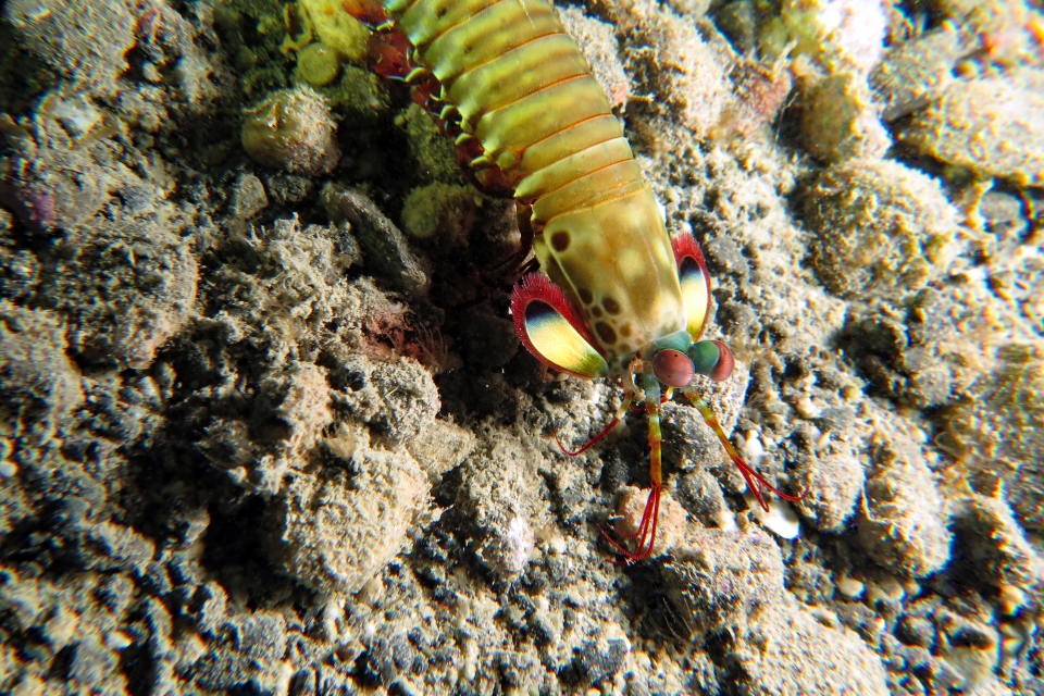 Odontodactylus scyllarus