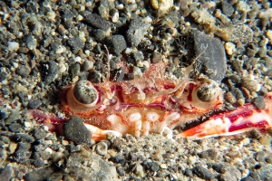 Crabe ensablé