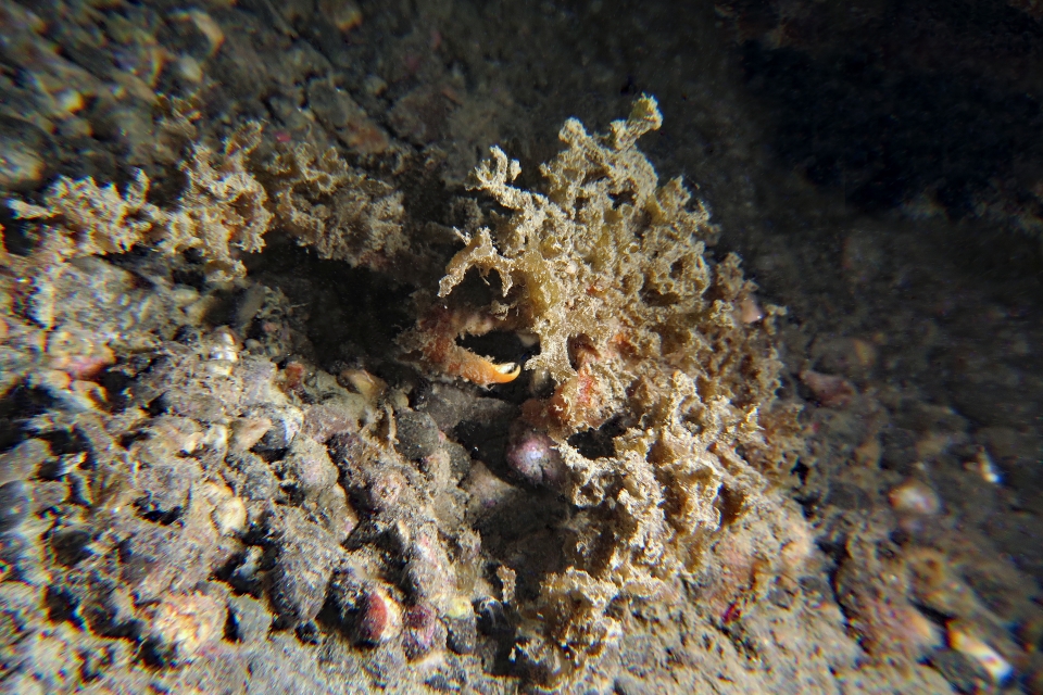 Crabe décorateur