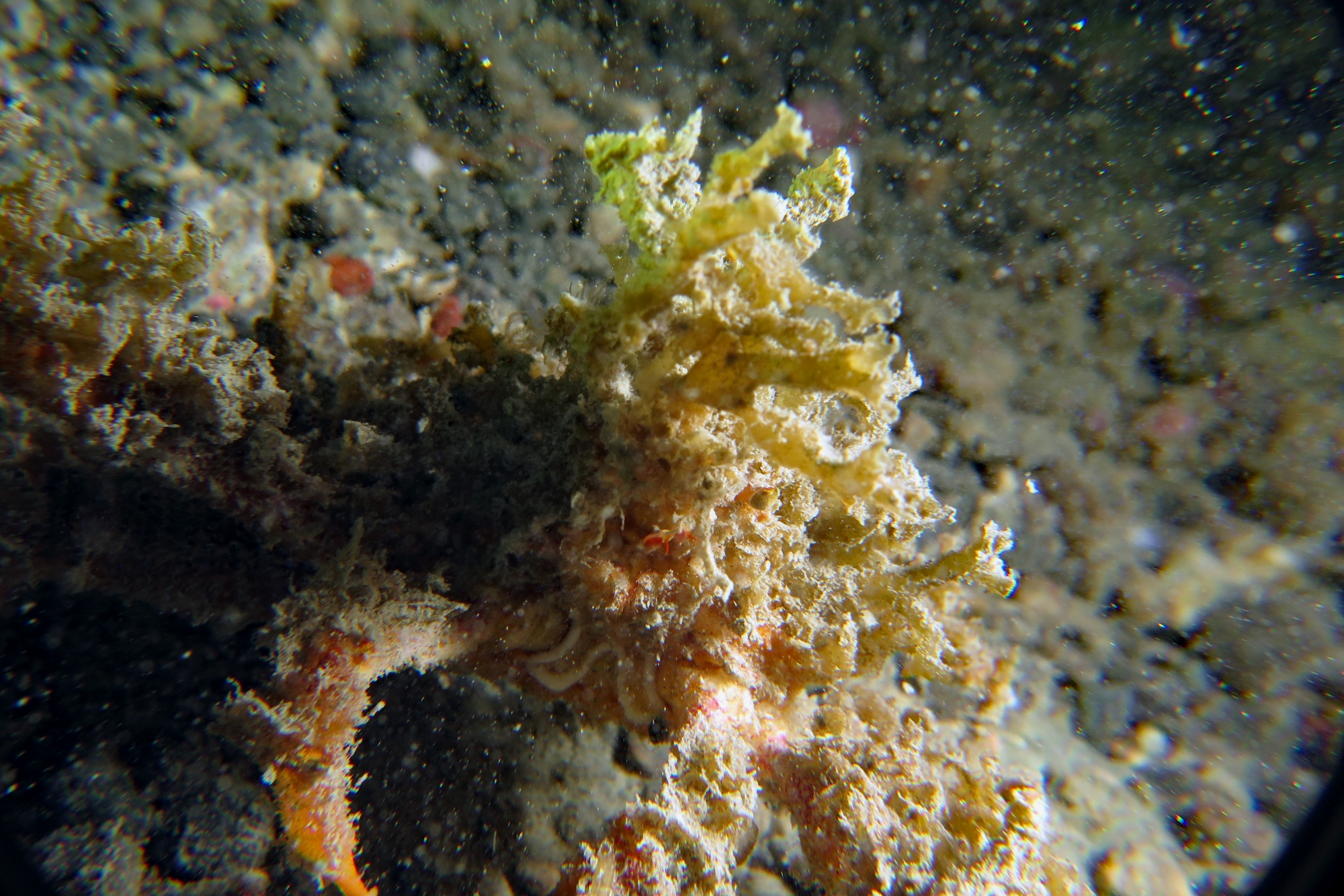 Crabe décorateur