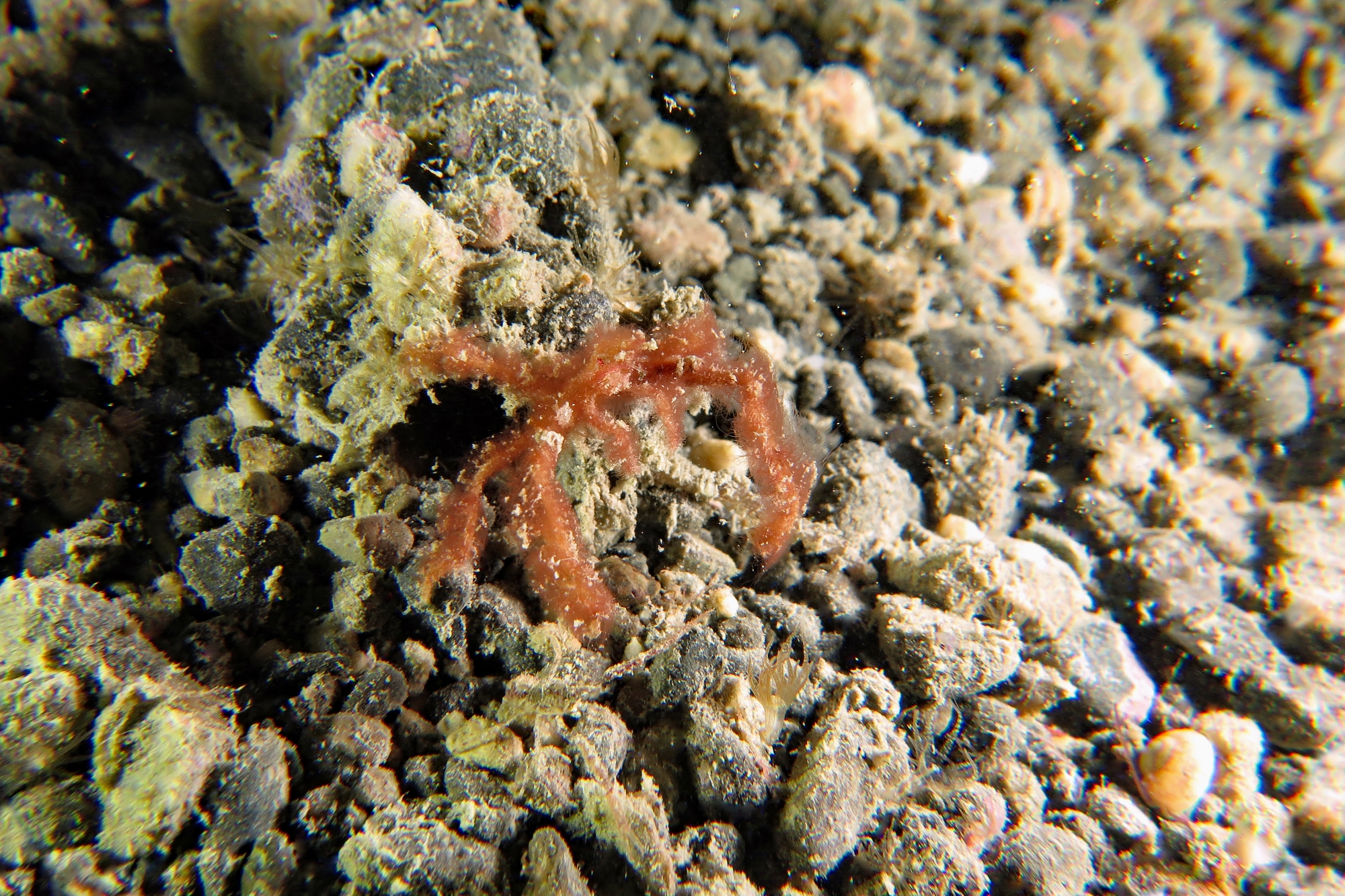 Achaeus japonicus