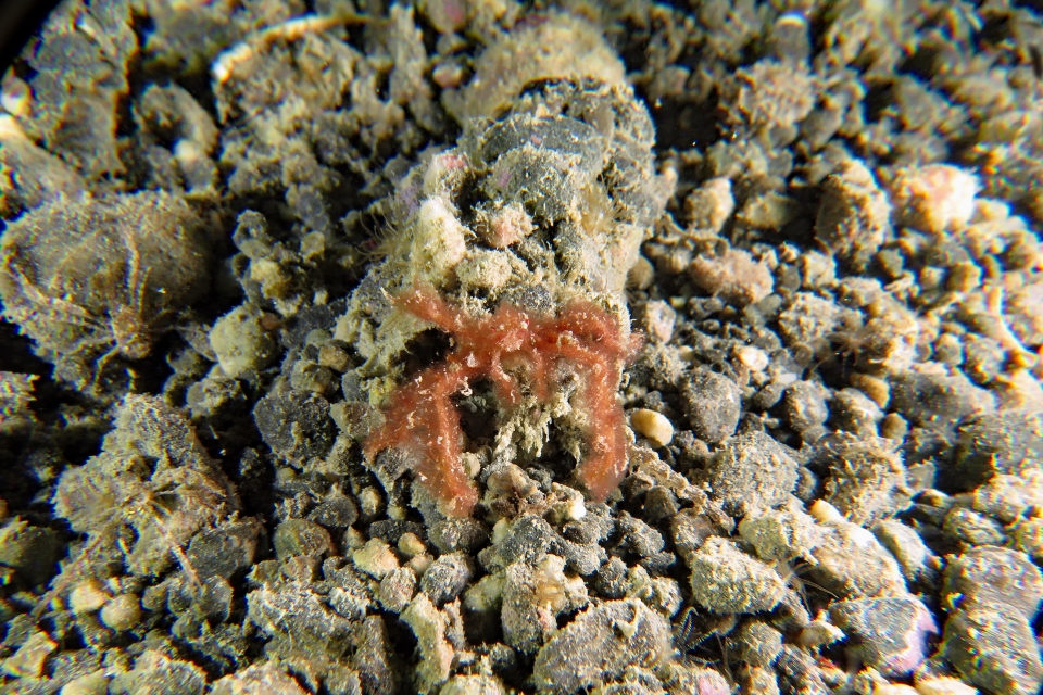 Achaeus japonicus