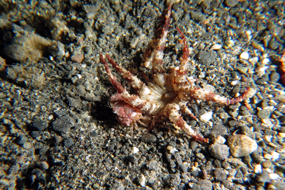 Carupa sp., Actinostephanus haeckeli