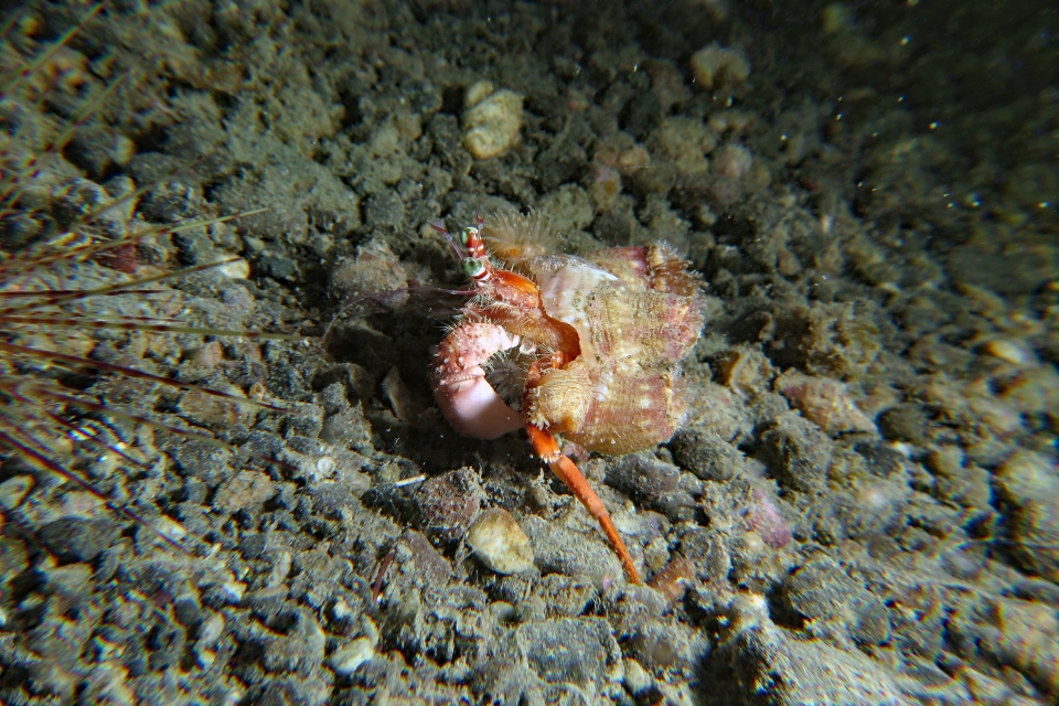Dardanus pedunculatus, Calliactis polypus