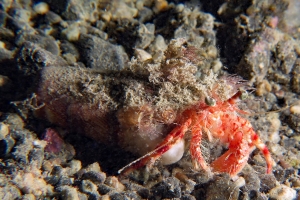 Dardanus pedunculatus, Calliactis polypus