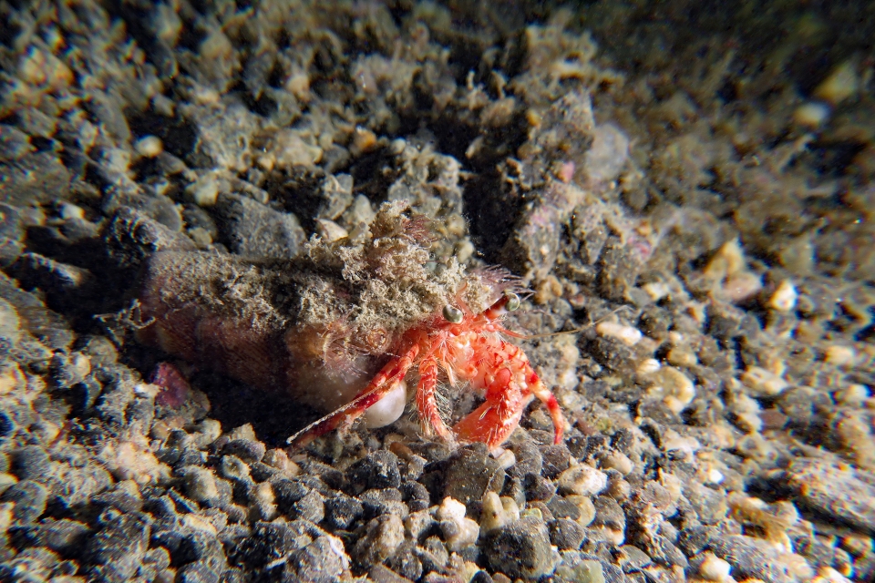 Dardanus pedunculatus, Calliactis polypus
