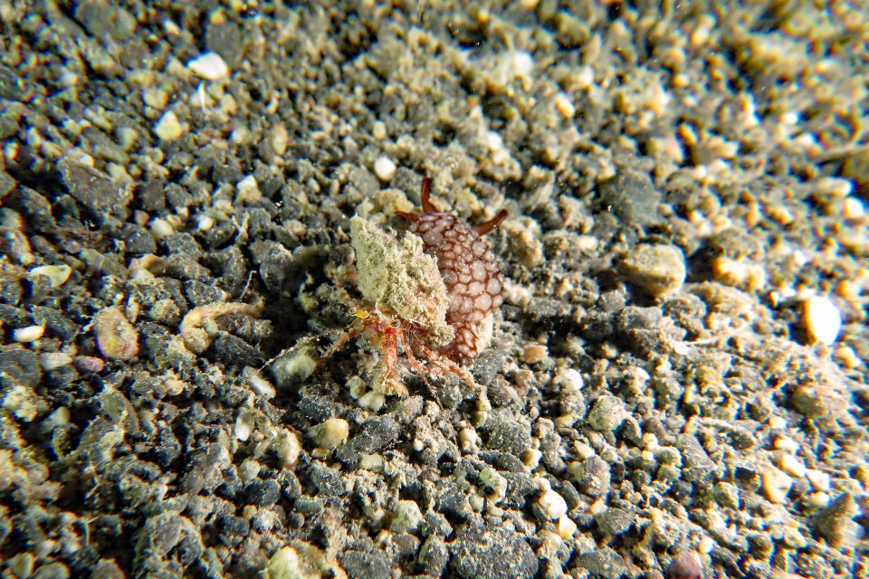 Dardanus lagopodes, Pleurobranchaea brockii