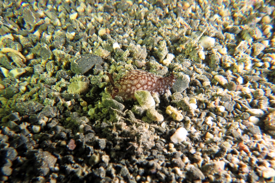 Pleurobranchaea brockii