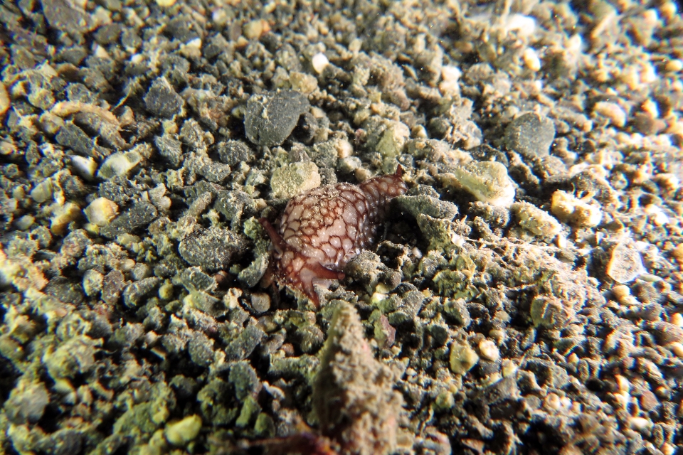 Pleurobranchaea brockii