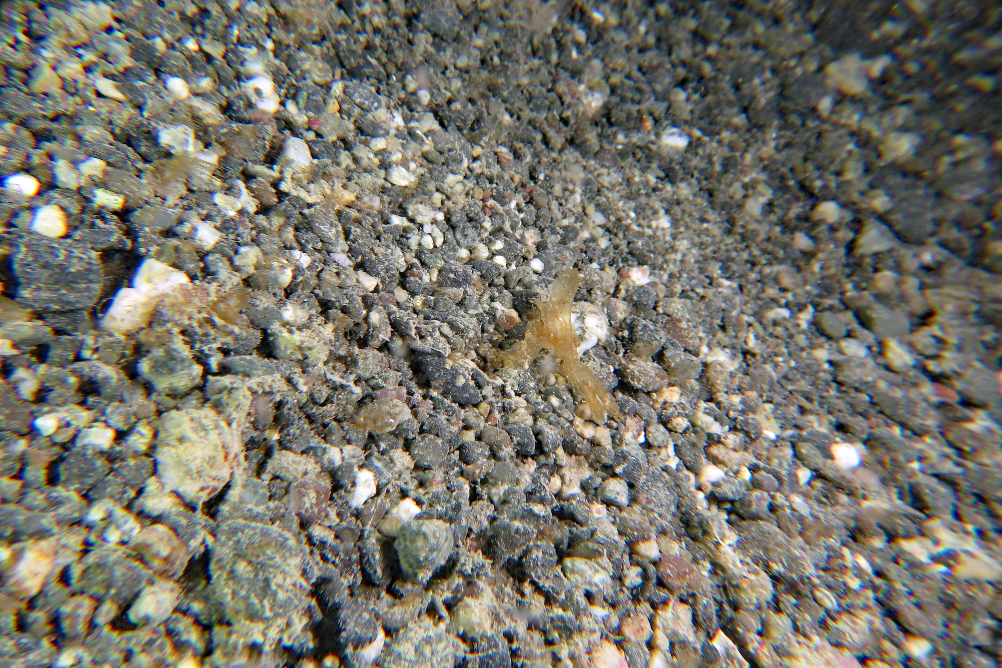 Melibe sp.