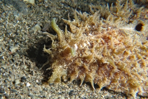 Dolabella auricularia