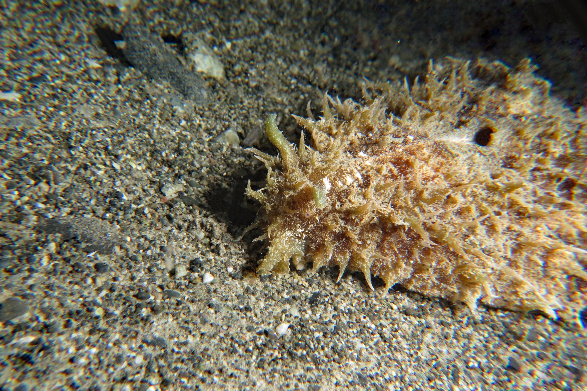 Dolabella auricularia