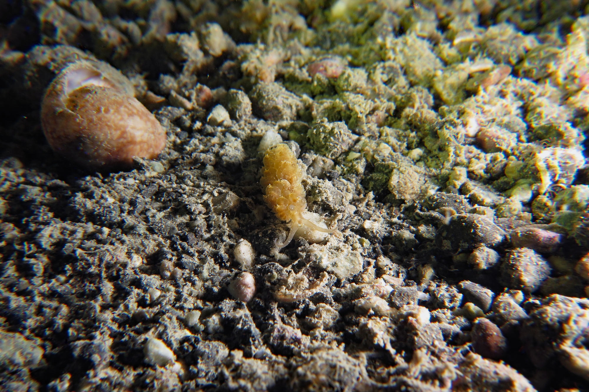 Baeolidia moebii