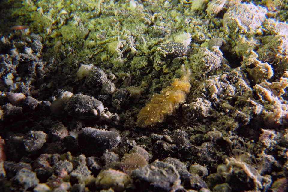 Baeolidia moebii