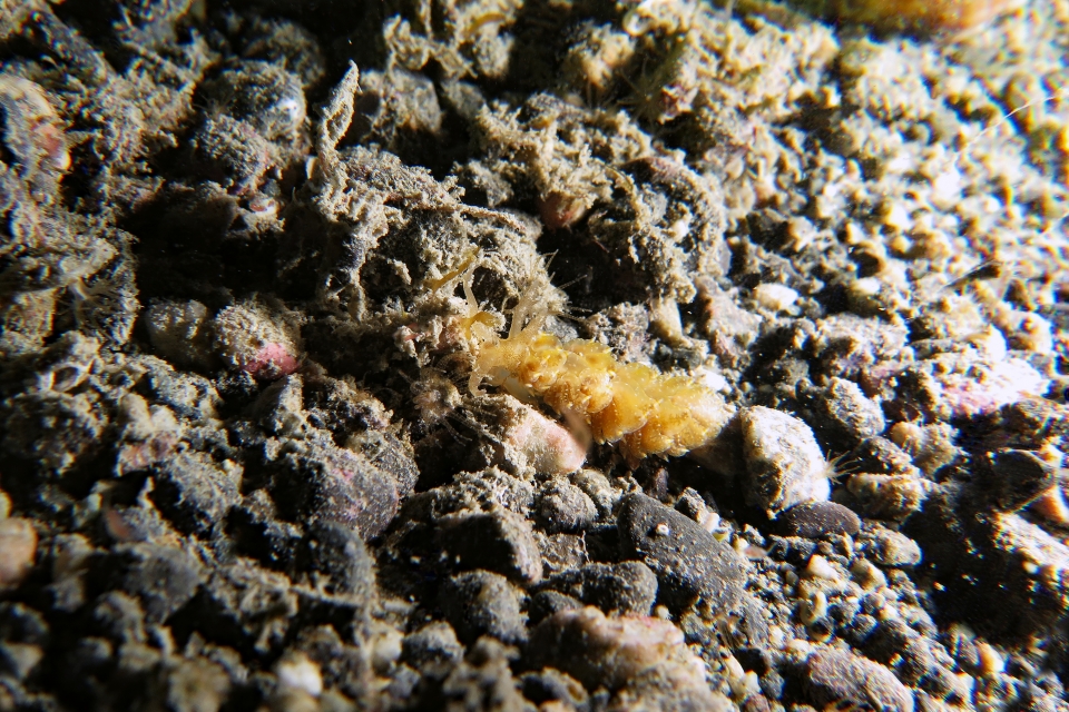 Baeolidia moebii
