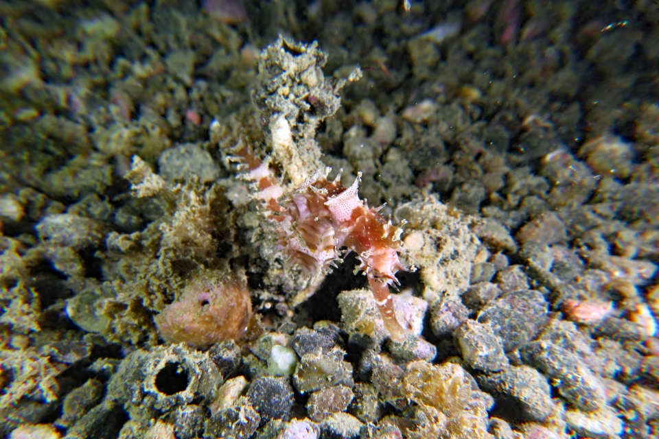 Hippocampus histrix