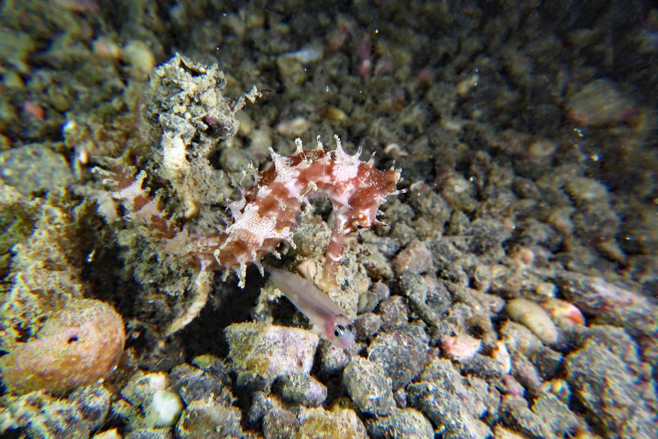 Hippocampus histrix
