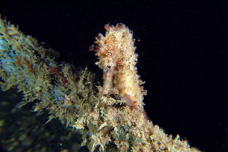 Hippocampus kelloggi