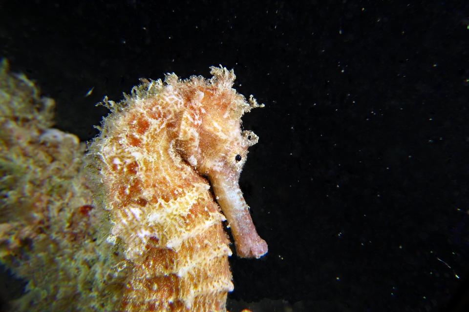 Hippocampus kelloggi