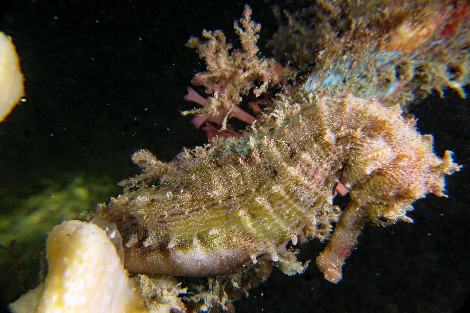 Hippocampus kelloggi