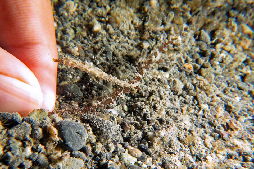 Halicampus sp.