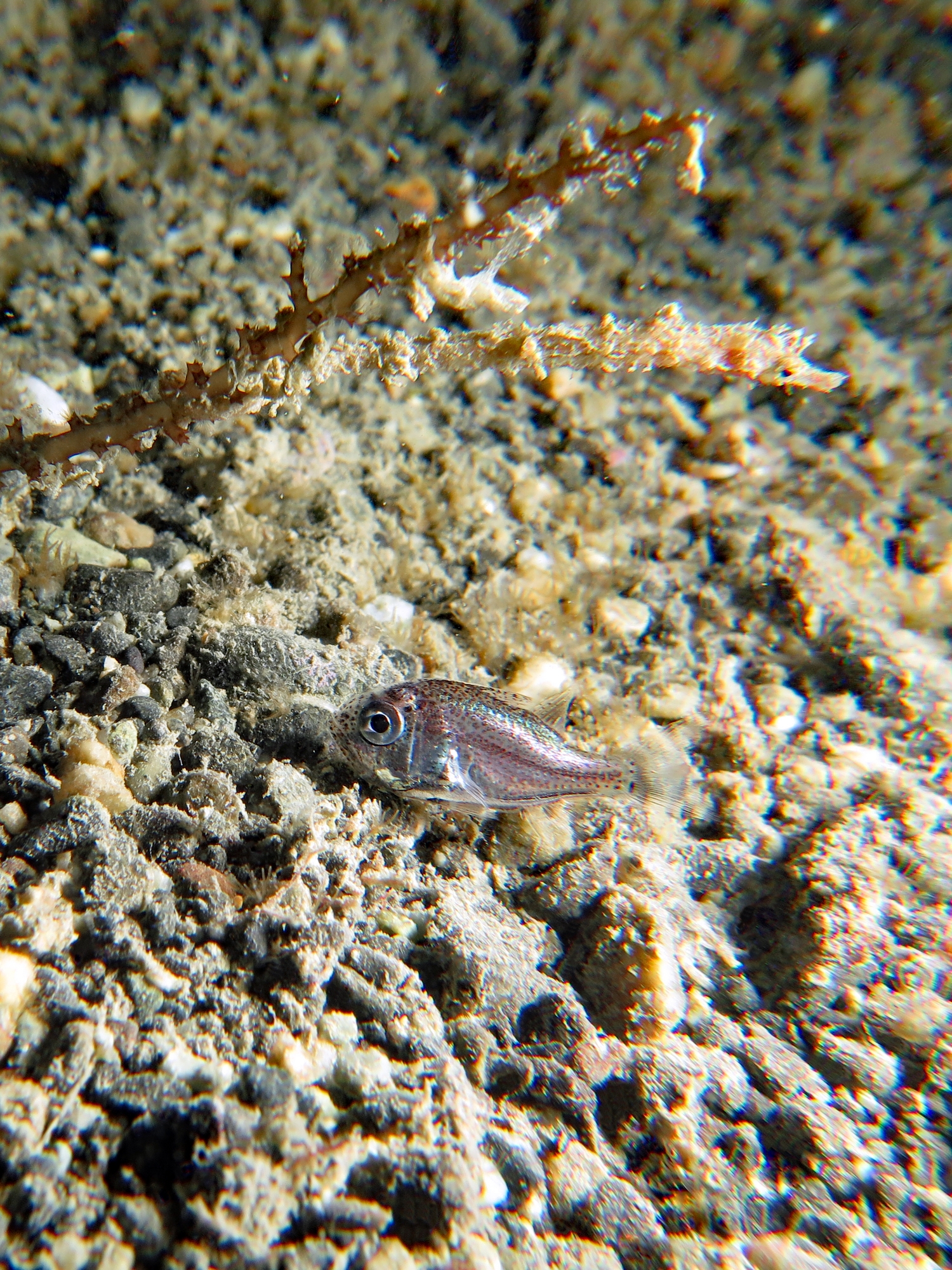 Halicampus sp., Apogon