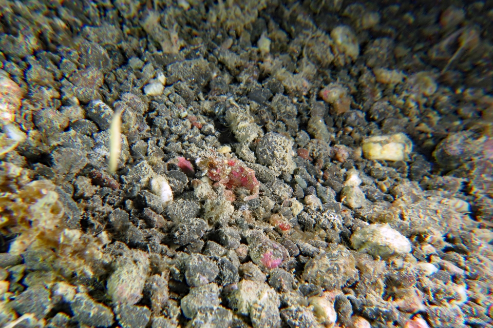 Parascorpaena mcadamsi