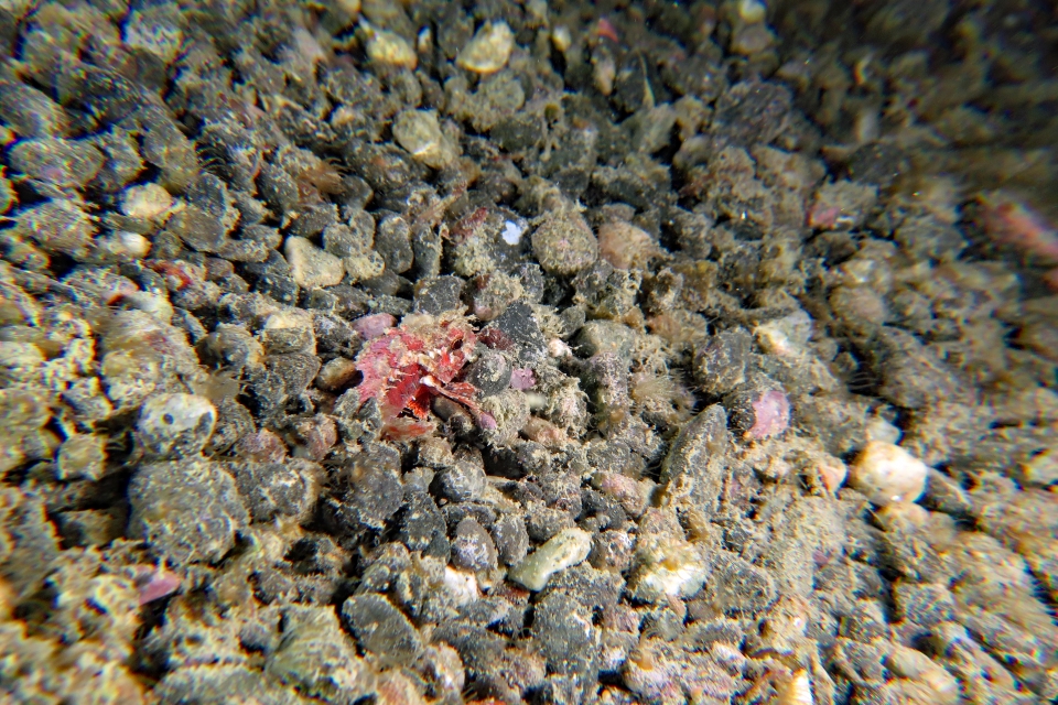 Parascorpaena mcadamsi