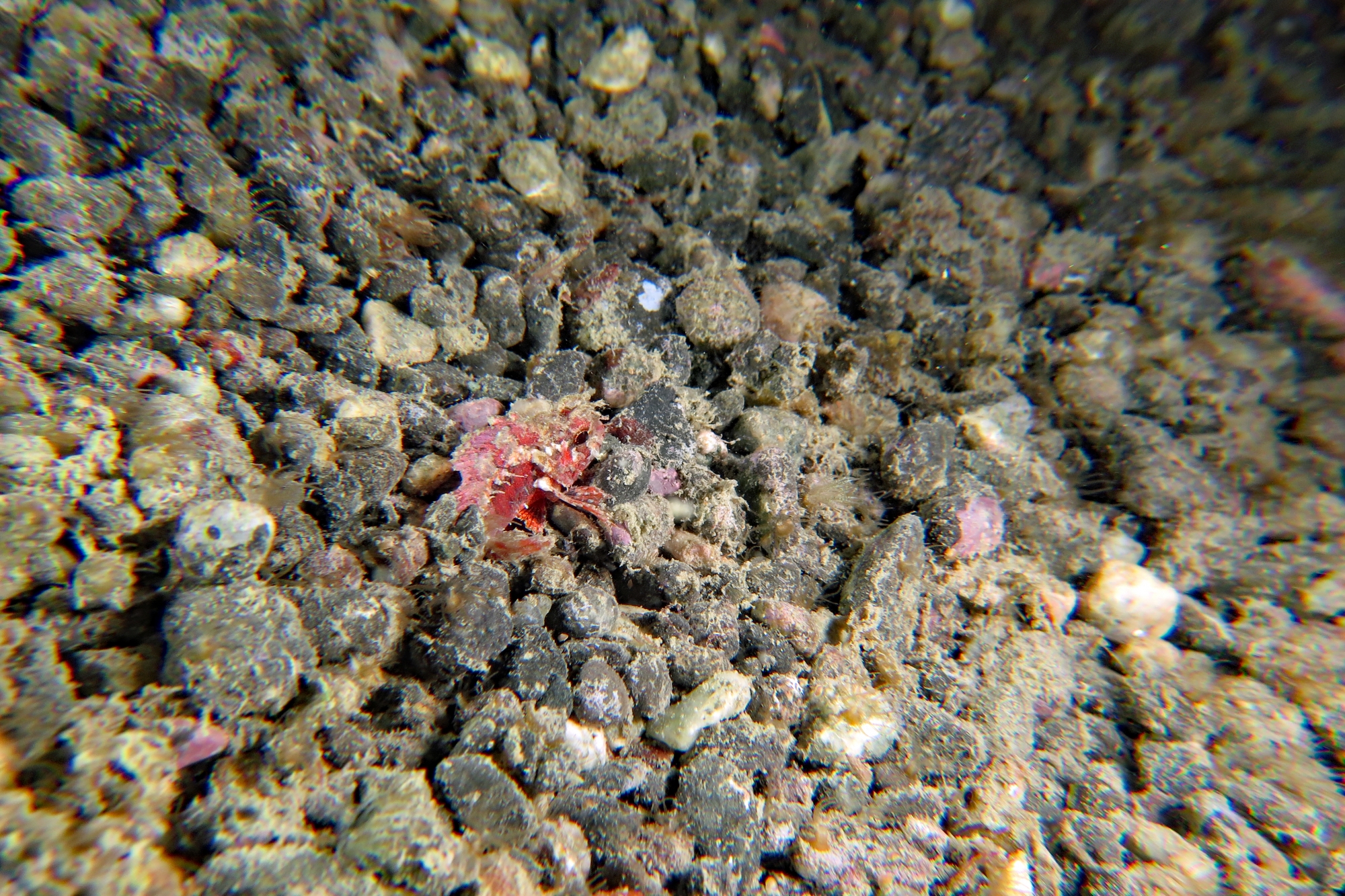 Parascorpaena mcadamsi