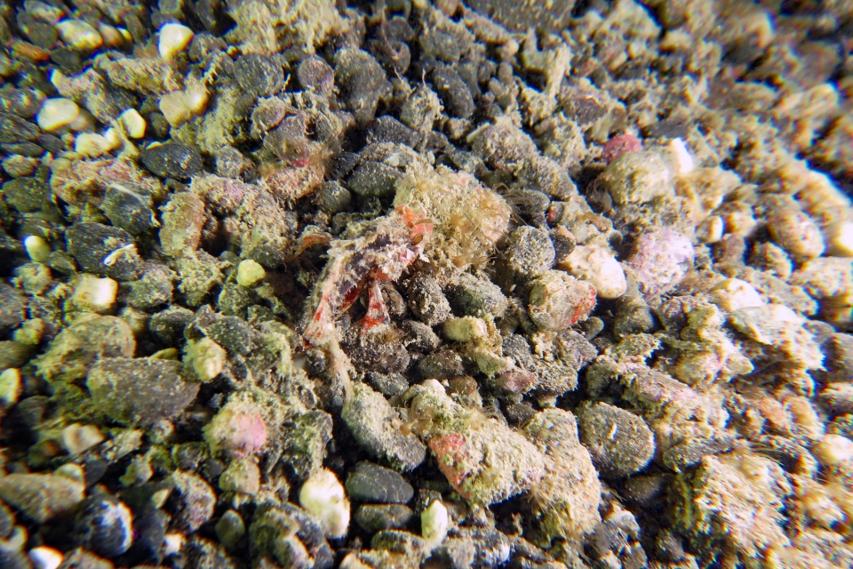 Parascorpaena mcadamsi