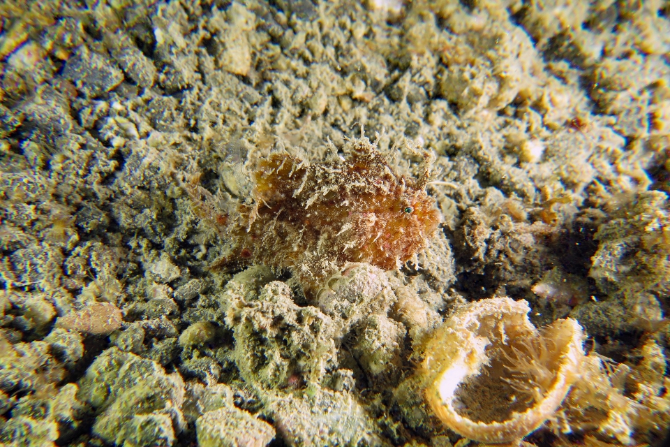 Antennarius hispidus